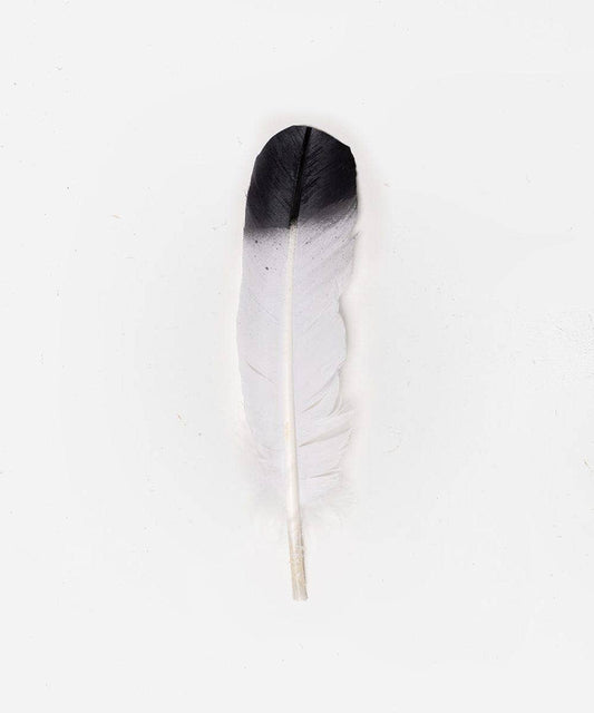 White with Black Tip Hat Feather