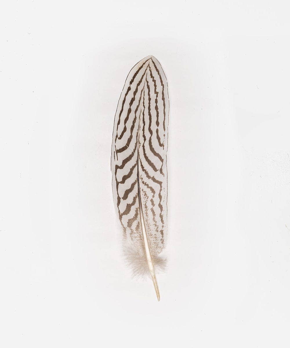 Silver Pheasant Tail Hat Feather