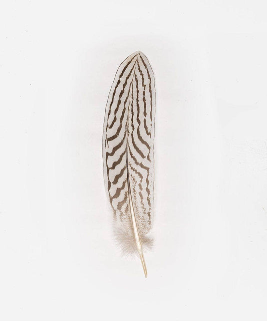 Silver Pheasant Tail Hat Feather