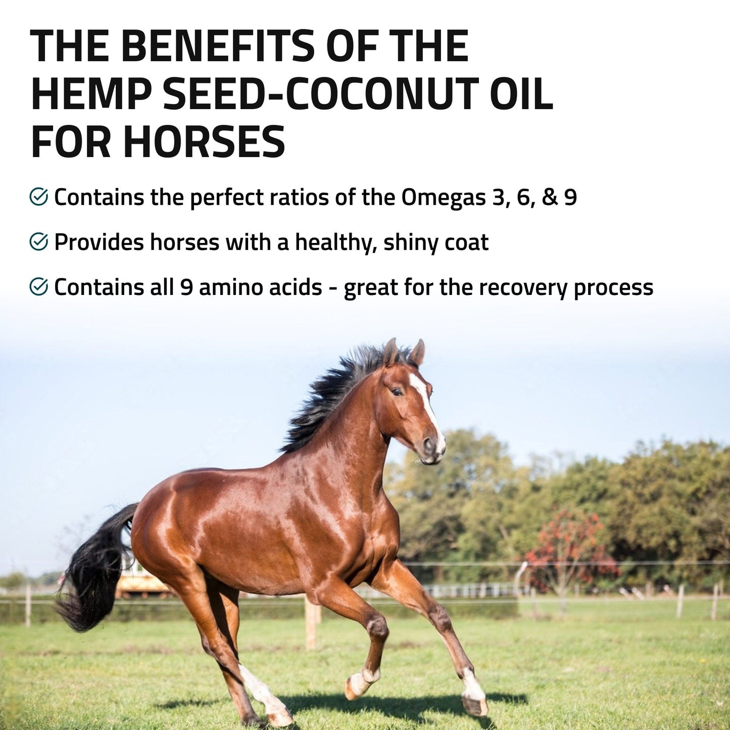 Hemp Seed-Coconut Oil for Horses