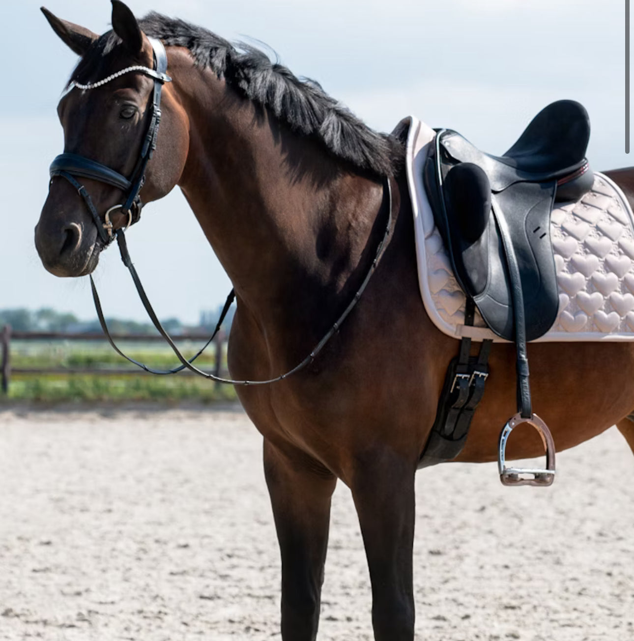 Limited edition heart saddle pad