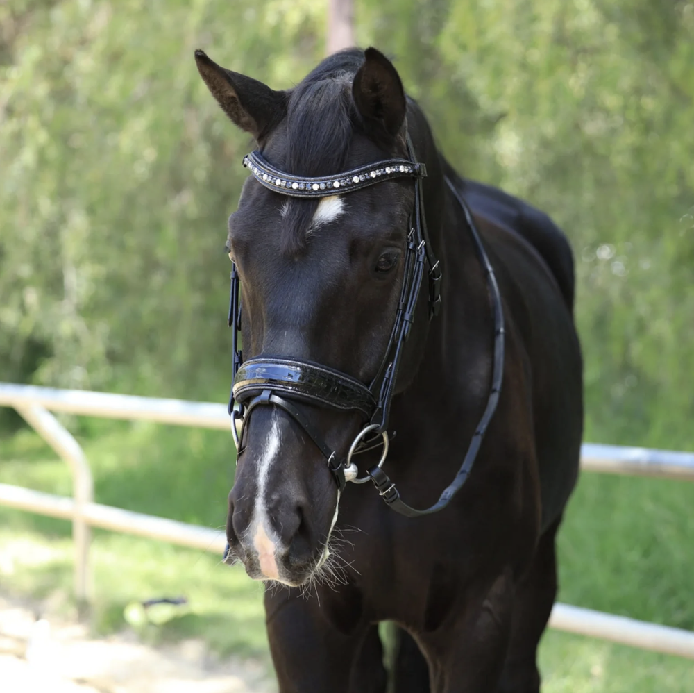 Argentina Black Patent Croc Snaffle