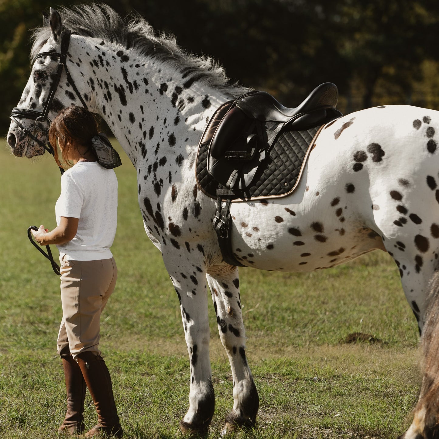 Dressage Pad, Black & Gold Leaf